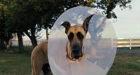 Marmaduke